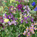 Snapdragons Fairy Bouquet, Linaria Maroccana Seeds, (100+) Beautiful Mix of Bright Colorful Blooms