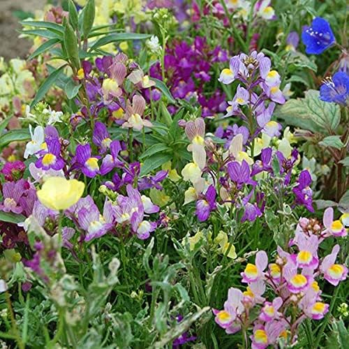 Snapdragons Fairy Bouquet, Linaria Maroccana Seeds, (100+) Beautiful Mix of Bright Colorful Blooms