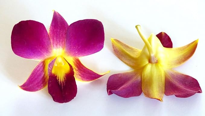 Miami Fresh Orchid Flower OrchidClub USA Sunne Tropical Loose Bloom DIY Lei Food Drink Decoration (50 YELLOW)