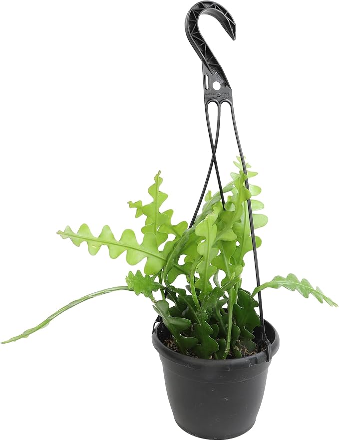 Zigzag Fishbone Cactus Hanging Basket, Non-Toxic Epiphyllum Orchid Succulent, Pet Friendly Trailing Succulents for Indoor Outdoor Decor, Easy to Grow, Non-Toxic Houseplant