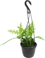 Zigzag Fishbone Cactus Hanging Basket, Non-Toxic Epiphyllum Orchid Succulent, Pet Friendly Trailing Succulents for Indoor Outdoor Decor, Easy to Grow, Non-Toxic Houseplant
