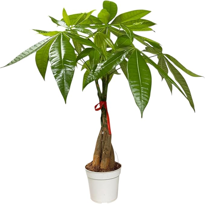 Money Tree Live Indoor Plant | 14-22 Inches Tall Bonsai | Easy to Grow Houseplant | Home, Office, or Room Decor | Birthday, Housewarming Gift in 4 Inch Pot