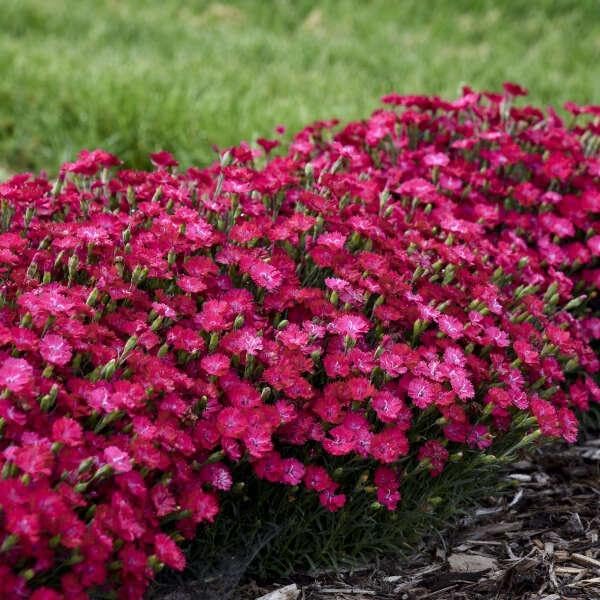 RedCrocus Dianthus 'Paint The Town Red'- Sweet William, Fragrant Border Flower, Pollinator Attractor, Easy Care, Container Plant, Pet Safe, Summer Blooms 1 Quart (Pack of 2)
