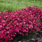 RedCrocus Dianthus 'Paint The Town Red'- Sweet William, Fragrant Border Flower, Pollinator Attractor, Easy Care, Container Plant, Pet Safe, Summer Blooms 1 Quart (Pack of 2)