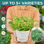 4 Mixed Mint Plants Live for Spring Planting, Fragrant Culinary Herb Mint for Indoor Outdoor Zones 3-11, Very Hardy and Fast Growing, Size 4-7" in Tall
