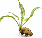 Madagascar Lace Bulb Aponogeton madagascariensis, Live Aquarium Plant, Freshwater Aquatic Bulbs, Easy to Grow, Ideal for Planted Aquariums & Aquascapes Awesome Aquatic
