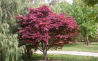 2 Red Japanese Maple Trees – Live Plants, 2-3 Ft Tall, Stunning Foliage - 2 Pack