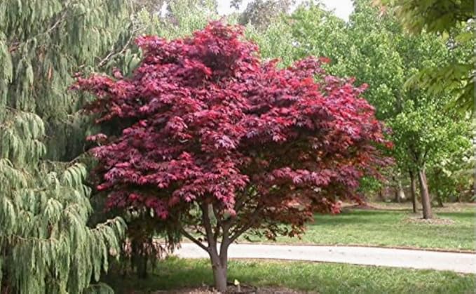 2 Red Japanese Maple Trees – Live Plants, 2-3 Ft Tall, Stunning Foliage - 2 Pack