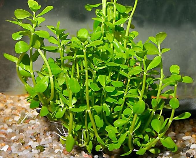 Low Light Aquatic Plant Set - Beginner-Friendly Live Aquarium Plants | Easy Care, Thrives in Low Light | Natural Filtration & Freshwater Tank Decor - Single Pack (6 Bunches)