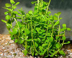 Low Light Aquatic Plant Set - Beginner-Friendly Live Aquarium Plants | Easy Care, Thrives in Low Light | Natural Filtration & Freshwater Tank Decor - Single Pack (6 Bunches)