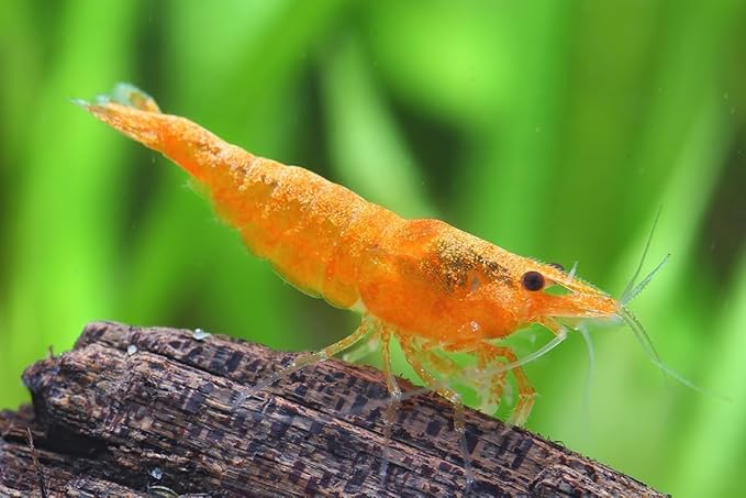 27+ Red–Blue-Orange Live Freshwater Shrimp High Grade Live Shrimps - Freshwater Shrimp Aquarium Inverts, Hardy Nano Tank Healthy Shrimps Pets - with Live Arrival Guarantee