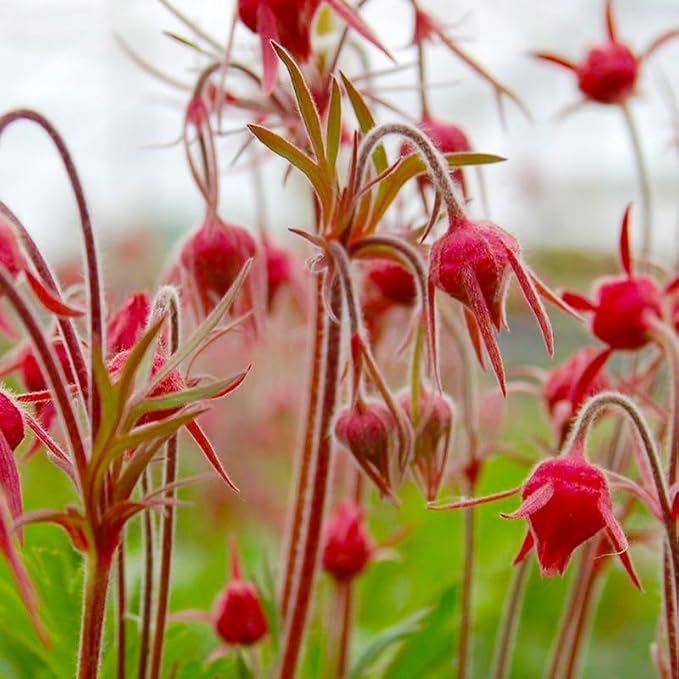 50+ Perennial Prairie Smoke Seeds for Planting - Non-GMO Rare Wildflower Seeds