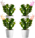 American Plant Exchange Live Christmas Cactus 4-Pack – 4-Inch Pot Cover – Easy Care Flowering Succulents with Festive Blooms for Holiday Home Décor, Kitchens, Offices & Indoor Winter Displays
