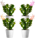 American Plant Exchange Live Christmas Cactus 4-Pack – 4-Inch Pot Cover – Easy Care Flowering Succulents with Festive Blooms for Holiday Home Décor, Kitchens, Offices & Indoor Winter Displays
