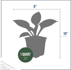 Live Perennial Hosta - Yellow Polka Dot Bikini (3 Plants Per Pack) Beautiful Accent Plant, 10" Tall by 4" Wide in 1 Qt Pot