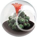Unique Gardener Tiny Terrarium Plant Seeds 3 Variety Pack, DIY Indoor Succulents and Live Plants for Home or Garden Planting, 2 Each of Assorted Cacti Pack
