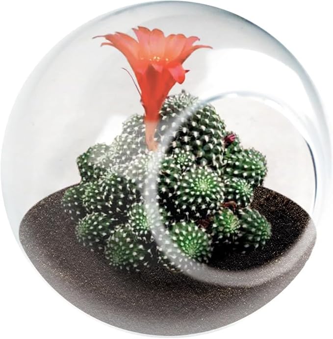 Unique Gardener Tiny Terrarium Plant Seeds 3 Variety Pack, DIY Indoor Succulents and Live Plants for Home or Garden Planting, 2 Each of Assorted Cacti Pack