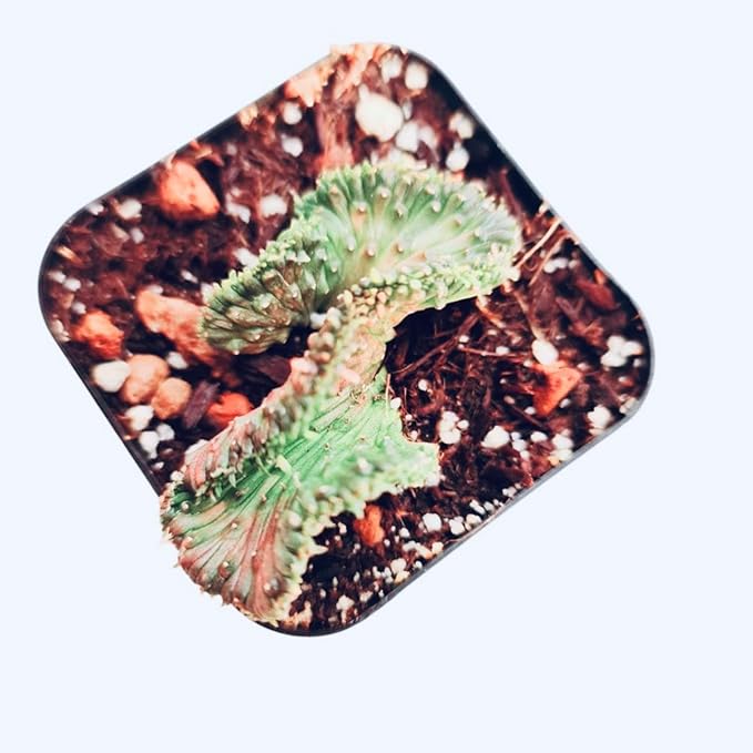 Live Cactus and Succulent Plants (2" Pot Euphorbia flanaganii f. cristata (Brach cristation))