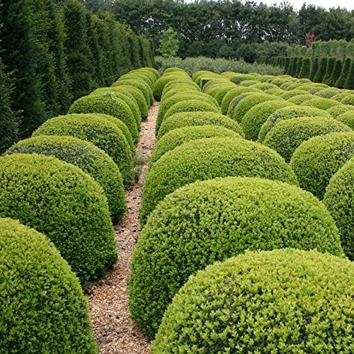 Japanese Boxwood - 60 Live Plants - 2" Pot Size - Buxus Microphylla - Fast Growing Cold Hardy Formal Evergreen Shrub
