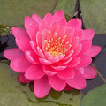 Mainam Mixed Colorful Hardy Water Lily Tuber Live Aquarium Plant for Freshwater Fish Pond Balcony Buy 2 GET Fertilizer Free (Red Nymphaea Perry's Fire Opal)