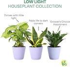 Thorsen's Greenhouse Live Low Light Houseplants (3 Pack), Easy to Grow Indoor Plants, Grower's Choice Bundle, 4-inch Diameter Established Plants, Decorative Lavender Ruffled Pot (3-Pack)