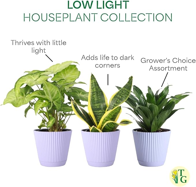 Thorsen's Greenhouse Live Low Light Houseplants (3 Pack), Easy to Grow Indoor Plants, Grower's Choice Bundle, 4-inch Diameter Established Plants, Decorative Lavender Ruffled Pot (3-Pack)