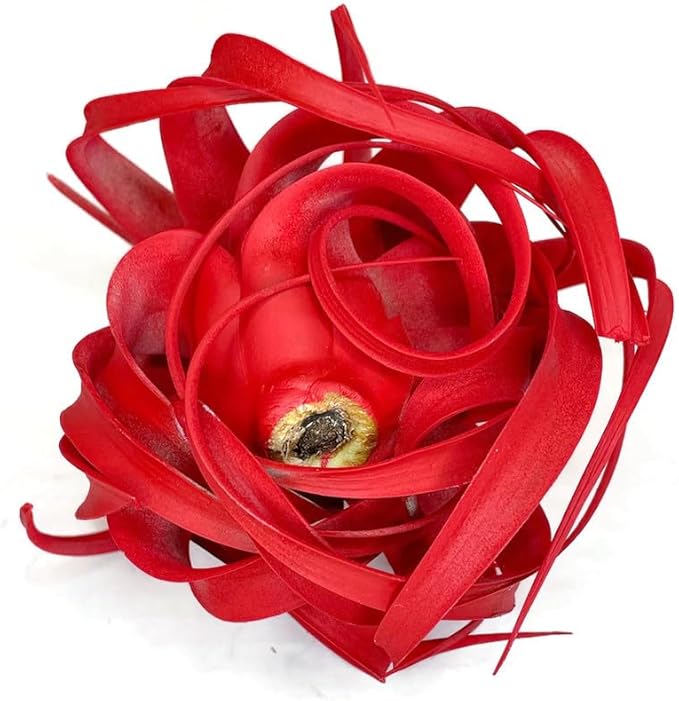 XL Xerographica Colored Air Plant, Live Tillandsia House Plant, Easy Care Indoor Outdoor, Great Gift, Healthy Arrival Guaranteed (Red)