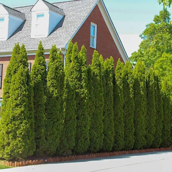 Brighter Blooms - Emerald Green Arborvitae, 3-4 ft. - No Shipping to AK, AZ, HI, OR