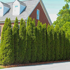 Brighter Blooms - Emerald Green Arborvitae, 3-4 ft. - No Shipping to AK, AZ, HI, OR