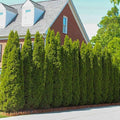 Brighter Blooms - Emerald Green Arborvitae, 5-6 ft. - No Shipping to AK, AZ, HI, OR
