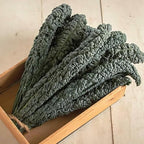 Black Magic Dinosaur Kale Seeds - 2 Feet Long Leaves - Approximately 500 Seeds