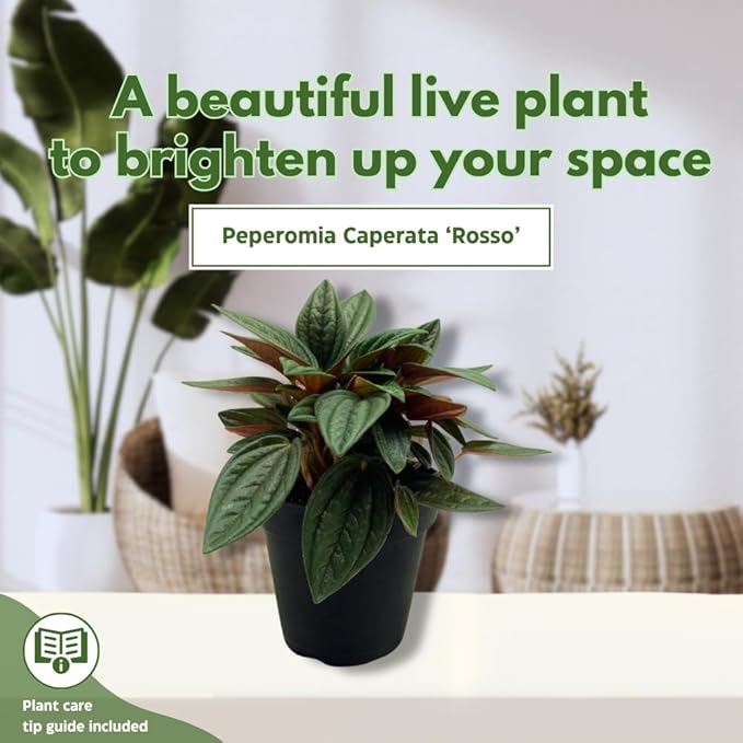 BubbleBlooms Peperomia Rosso in a 4 inch Pot Radiator Plant Caperata