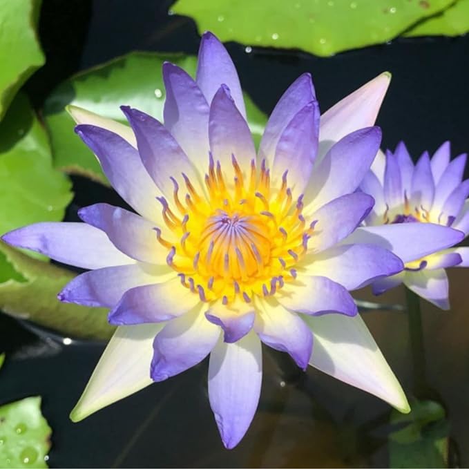 4 Pack Water Lily Tubers Live Aquatic Plant Freshwater Pond Garden Colorful by Greenpro