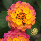 Multicolor Lantana Flowers (4 Pack), Live Outdoor Flowering Plants, Easy Plant Care, Attracts Pollinators, Extended Bloom, Heat and Drought Tolerant, Real Flowers