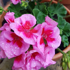 Set 2 Geranium Plants Live, 4-9 Inches Tall, Hardy Flowering Geraniums for Garden or Pots, Fragrant Perennial Blooms (Rose Geranium)