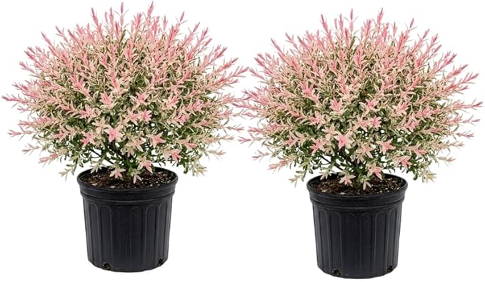 2 Tri Colored Dappled Willow Shrubs Plant Live, Quart Pot, Salix Integra Hakuro Nishiki, Fast Growing, Colorful Foliage Shrub for Garden Décor, Patio & Outdoor Display