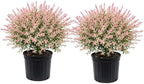 2 Tri Colored Dappled Willow Shrubs Plant Live, Quart Pot, Salix Integra Hakuro Nishiki, Fast Growing, Colorful Foliage Shrub for Garden Décor, Patio & Outdoor Display