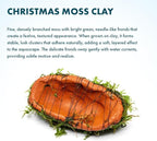 SubstrateSource Live Planted Decor - Christmas Moss (Vesicularia montagnei) on Clay - Low Light, Green Accent Freshwater Aquatic Plant, Foreground to Midground Placement for Aquascaping - 1 Pack