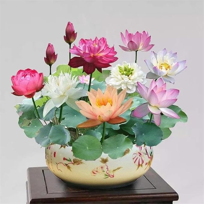 ZEshops 10pcs Mixed Color Bonsai Bowl Lotus Live Plants Pre-Sprouted - Aquatic Beauties for Indoor and Outdoor Serenity