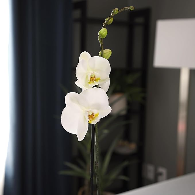 White Phalaenopsis Live Orchid Plant & White Orchid Pot, 20-24" Live Plant Gift, Fresh Orchids Plants Live House Plants, Live Plants Indoor Plants Live Houseplants Plant Lover Gift by Plants for Pets
