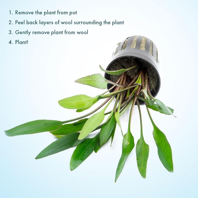 SubstrateSource Cryptocoryne Live Aquarium Plants - Freshwater Plant for Aquariums, Planted Fish Tanks - Beginner Friendly (Lutea, 3 Pots (15-20 Plants))