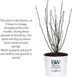 Proven Winners 2 Gal. Dark Lavender Chiffon Rose of Sharon (Hibiscus) Shrub