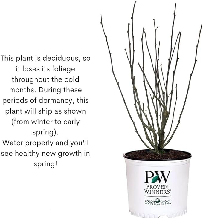 Proven Winners 2 Gal. Dark Lavender Chiffon Rose of Sharon (Hibiscus) Shrub