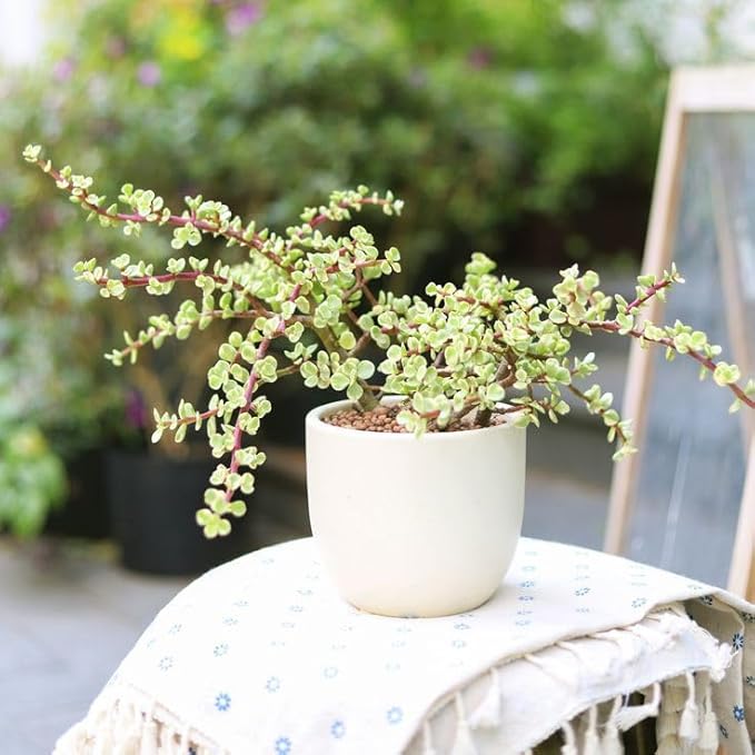 Elephant Bush Portulacaria afra - Live Succulent Plant, 2 Inch Plastic Pot, Small Round Green Leaves on Woody Stems, Easy Care Pet Friendly Indoor Outdoor Plant for Bonsai, Home Decor, Plant Gifts