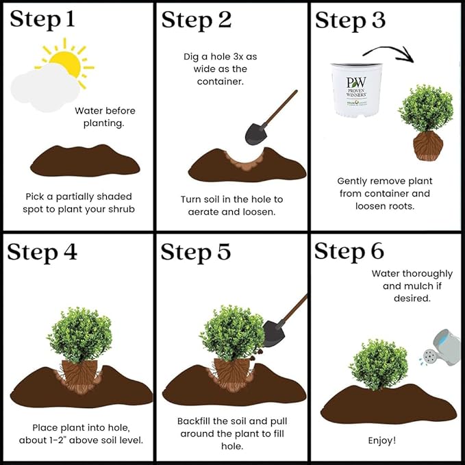 Proven Winners 1 Gal. Neatball Boxwood Shrub