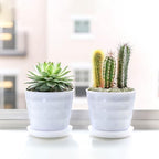 Pulovin 2.5LB Succulent and Cactus Pebbles, 1/5 Inch Jade Pebbles for Indoor Plants, Decorative Gravel for Vases, Bamboo, Succulent, Terrarium, Crafts, Cactus