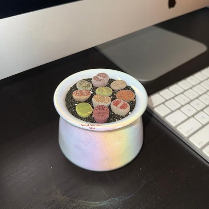 Live Lithops Succulent Plants, 10 Pcs, Rainbow Colorful Variety, Random Pick, Bare Root Without Pot & Soil, Indoor Office Desk Decoration, Plant Lovers Gifts