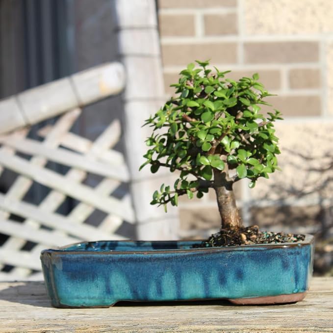 Brussel's Bonsai Live Dwarf Jade Bonsai Tree, Indoor - Medium, 4 Years Old, 8 to 12 Inches Tall - Jade Tree in Decorative Water Bonsai Pot