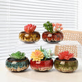 Cute Ceramic Succulent Garden Pots, Planter with Drainage and Attached Saucer, Set of 5 -Plants Not Included (Round+White Border)