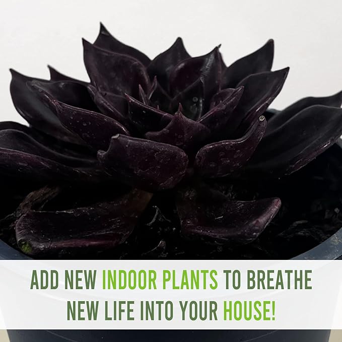 LEAL PLANTS ECUADOR Echeveria Dark Purple (Pack of 2) | Echeveria Succulent Purple Pearl |Natural Décor Plant |Evergreen Live Indoor Plant